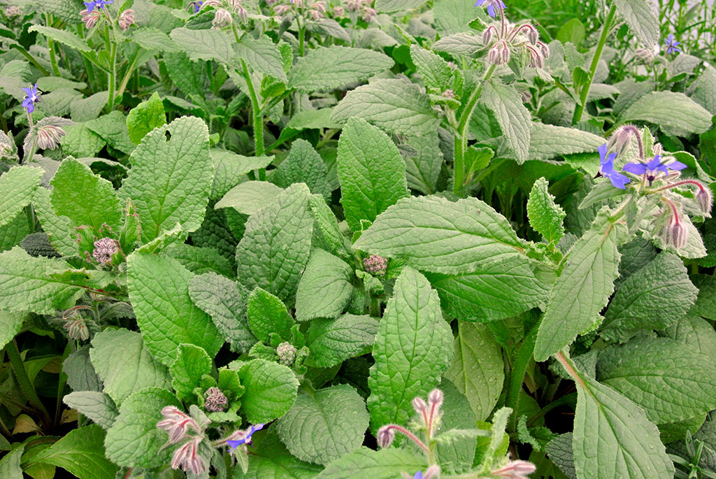 Borretsch, Borago officinalis
