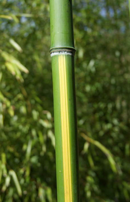 phyllostachys-vivax-huangwenzhu-bambuswald-1