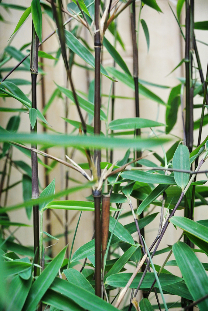 BlackCherry-D3 Black Cherry Bambus, Fargesia spez. Jiuzhaigou 4