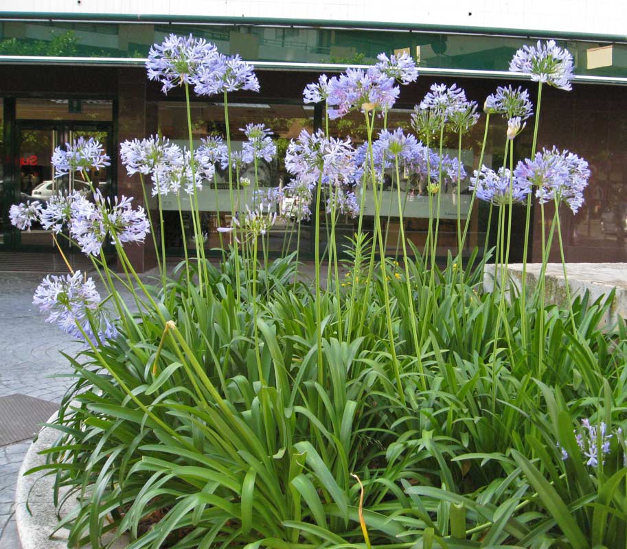 agapanthus-africanus-i-s-schmucklilie-bambuswald3 Agapanthus africanus i.S., Schmucklilie