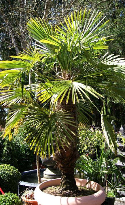 trachycarpus-fortunei-bambuswald-1 Winterharte Hanfpalme, Trachycarpus fortunei