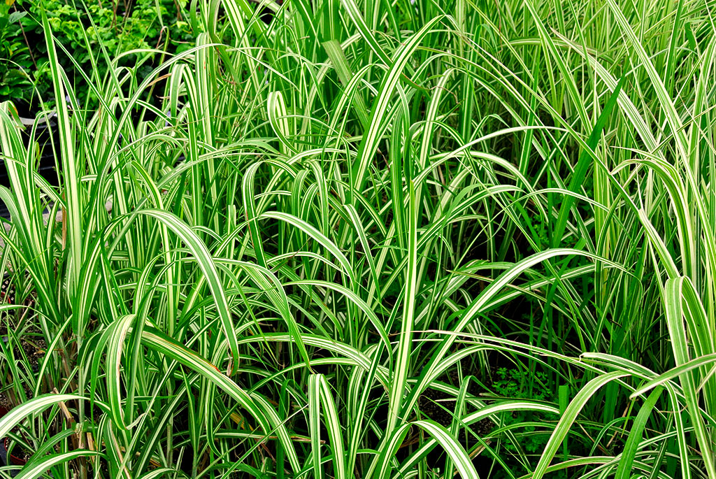 Miscanthus-variegataDDEoE6Pwu42cR Weißbuntes Chinaschilf, Miscanthus sinensis Variegatus
