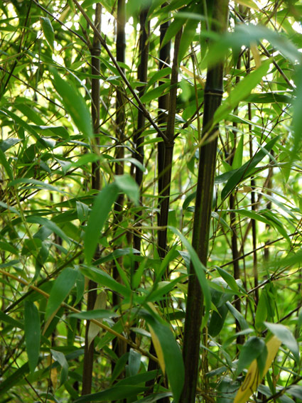 bambuswald-phyllostachys-nigra-2011 Schwarzer Bambus, Phyllostachys nigra