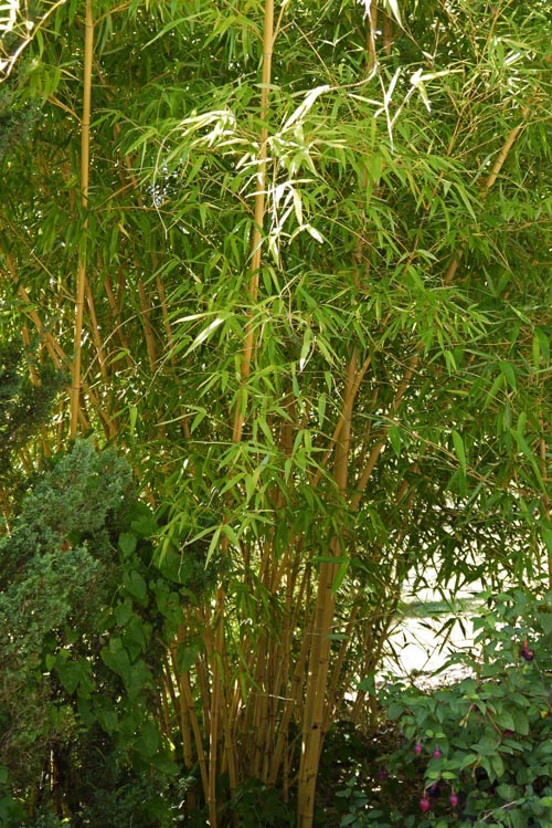 phyllostachys-vivax-aureocaulis-2012-0150eff8348f10650fc0af135c3a
