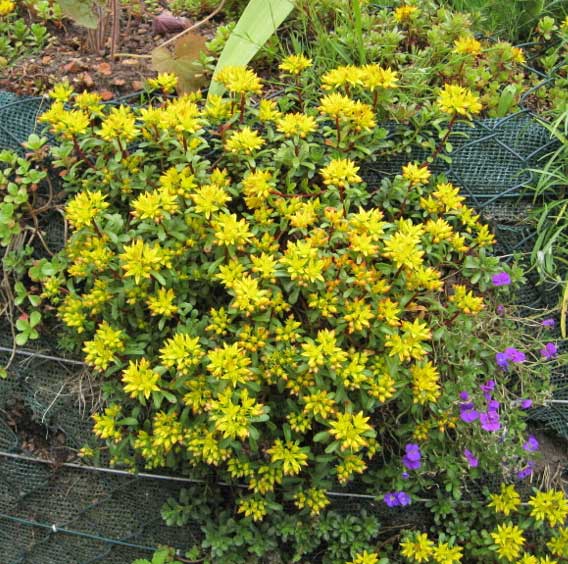 sedum-floriferum-dachgarten24526a5611a5d60 Sedum für Schatten verschiedene Sorten