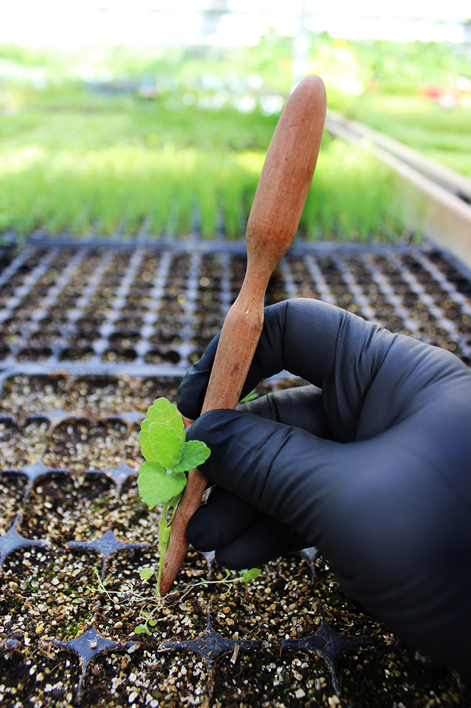 piki4 Pikierstab aus Teakholz