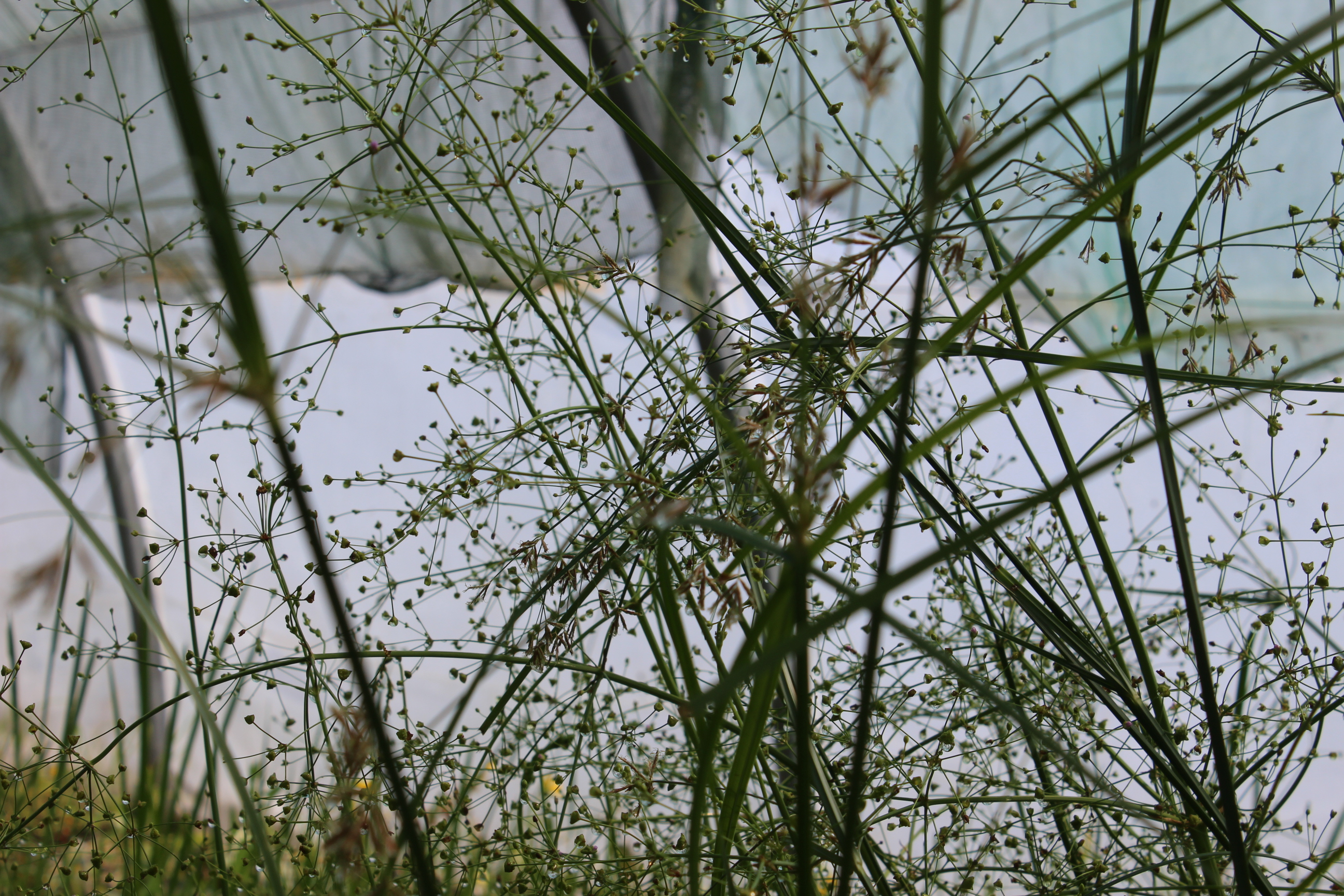 Cyperus-longus-WasserYxqrgNn006qti Zyperngras, Cyperus longus