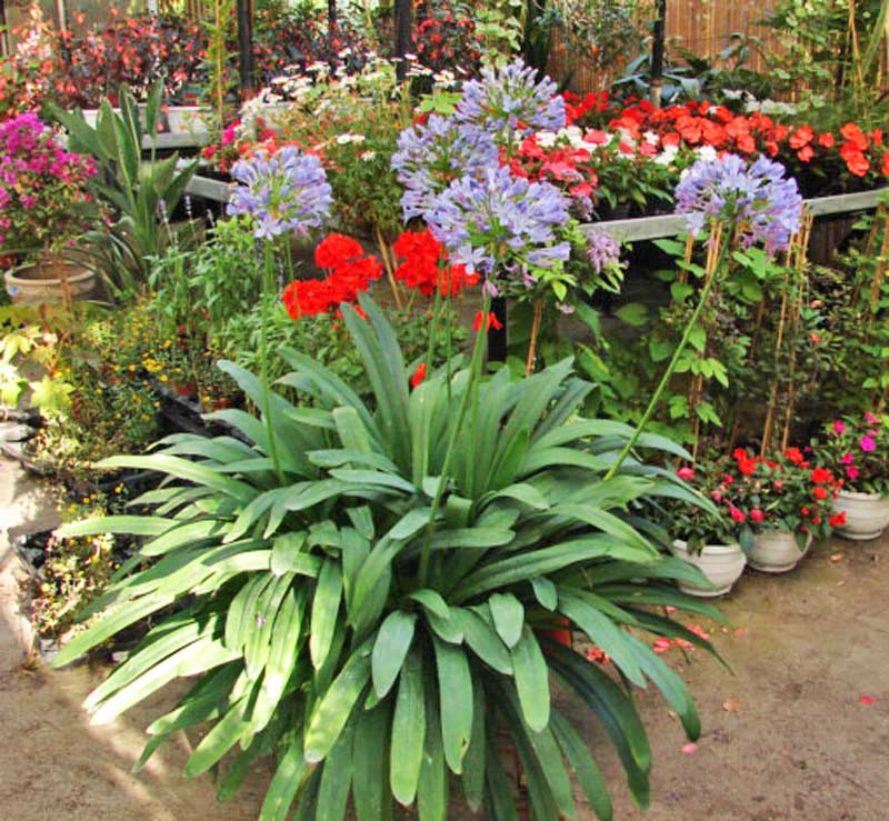 schmucklilie-agapanthus-bambuswald Agapanthus africanus i.S., Schmucklilie
