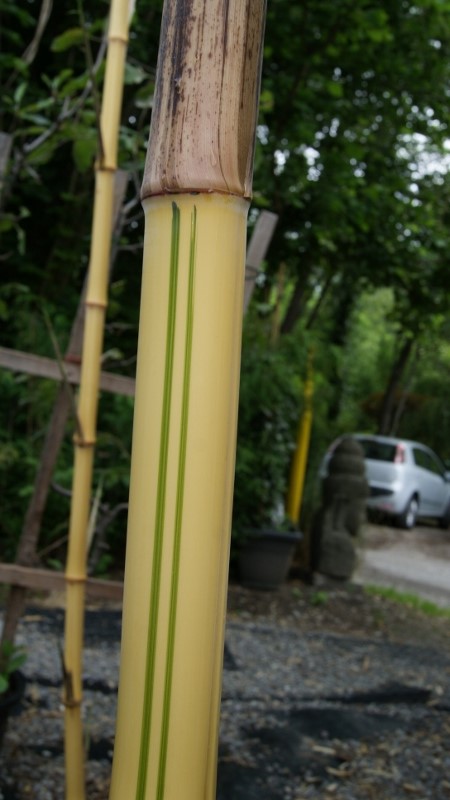 DSC07478-800x450 Zauber Bambus, Phyllostachys vivax Aureocaulis