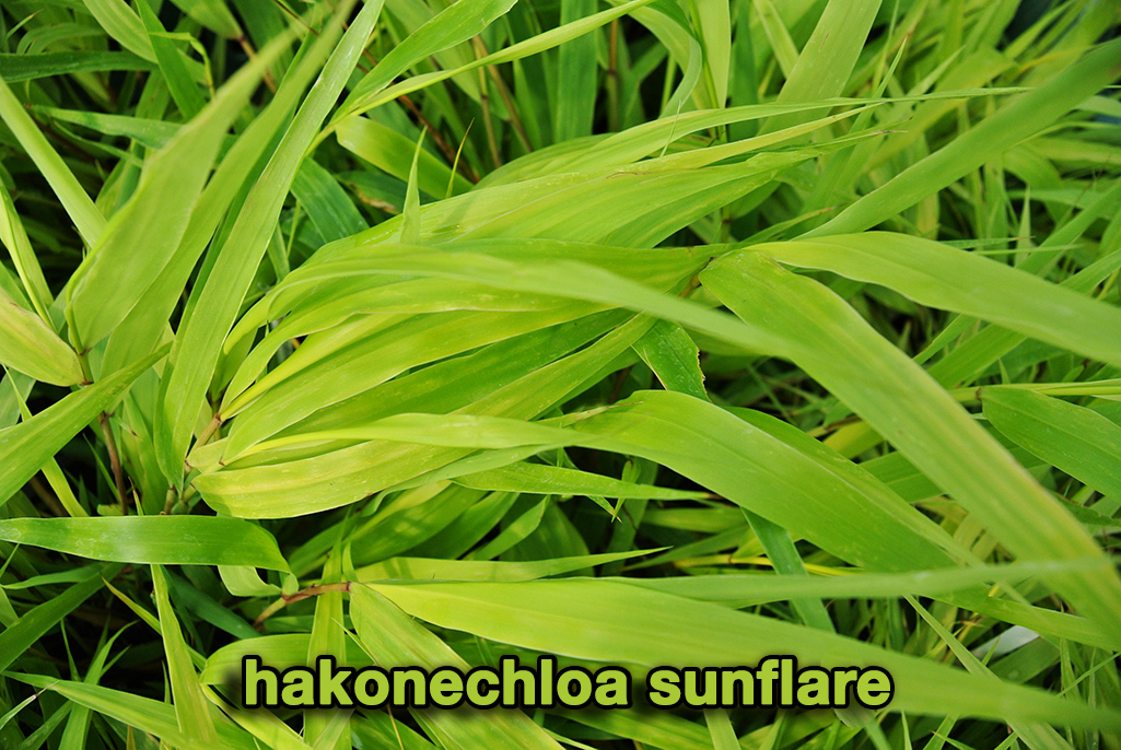 8-hakonechloa-sunflair Japangras, Hakonechloa macra in Sorten
