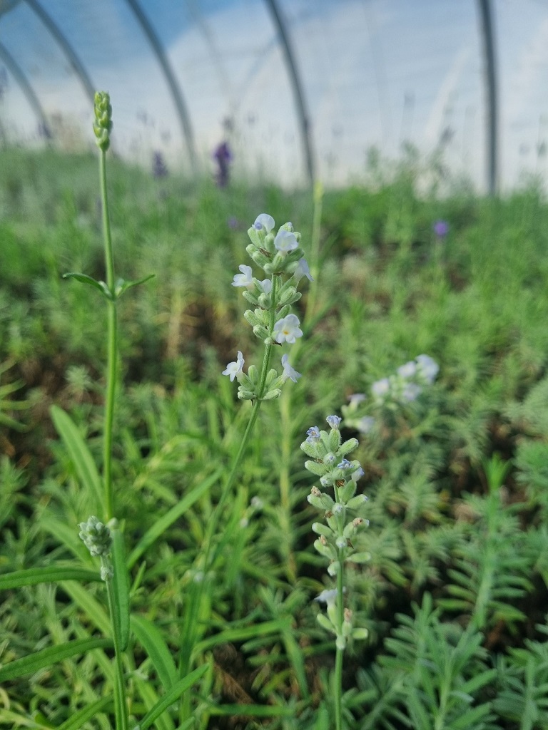 Lavendel-weiss Weisser Lavendel, Lavandula angustifolia Hidcote White
