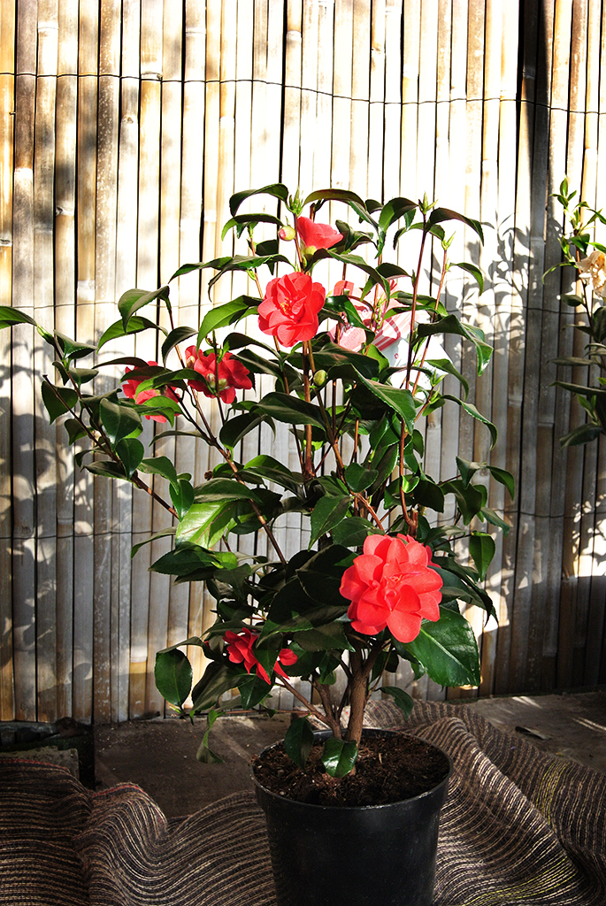 Camelia-Japonica1 Camellia japonica rosa, Kamelien mit rosa Blüten
