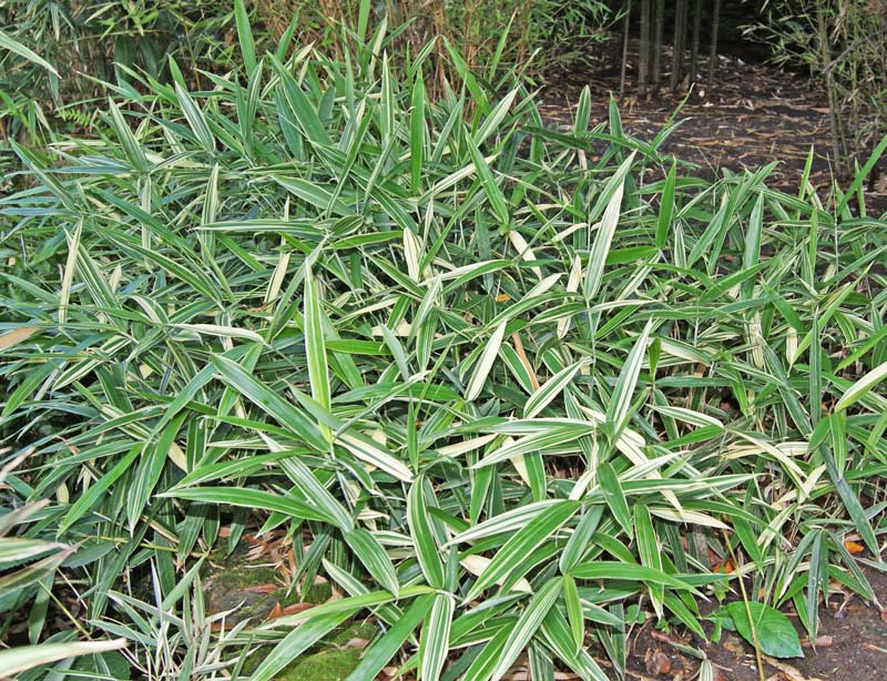 sasa-masamunea-albostriata-bambuswald Zwergbambus Sasa masamuneana Albostriata