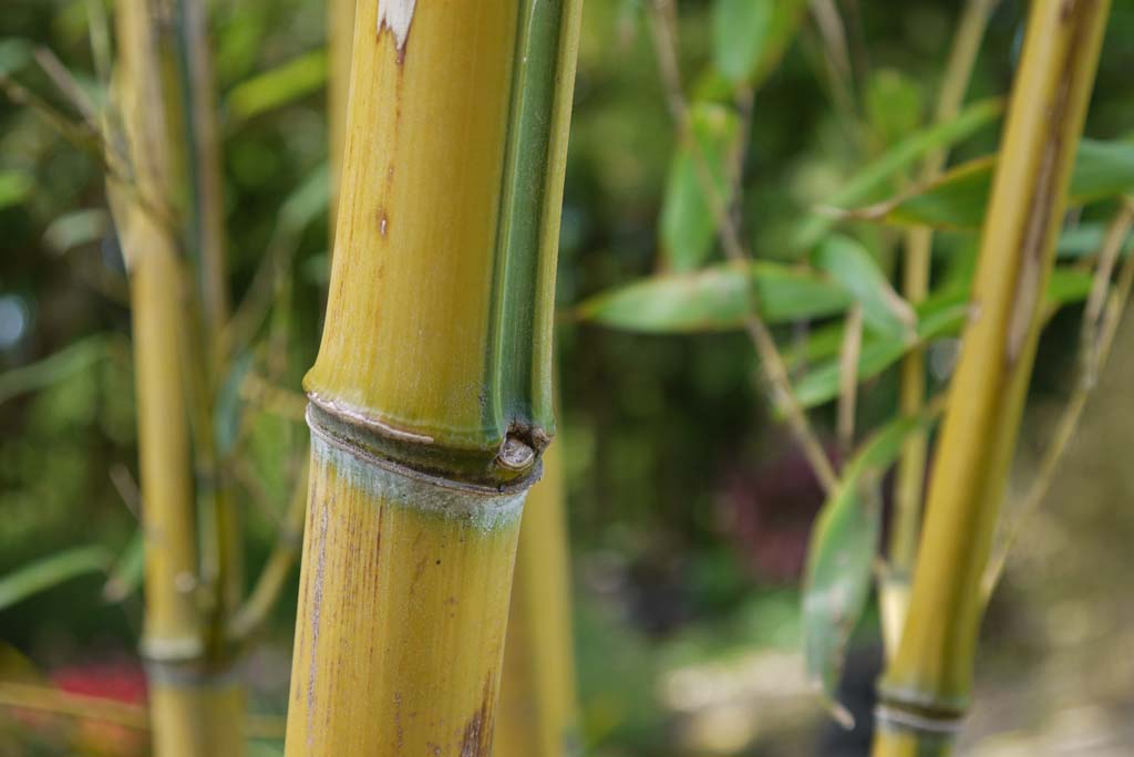 phyllostachys-aureosulcata-spectabilis-02-bambuswald-2012