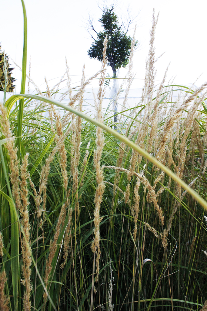 calamagrostis-1 Gestreiftes Reitgras - Calamagrostis acutiflora Overdam