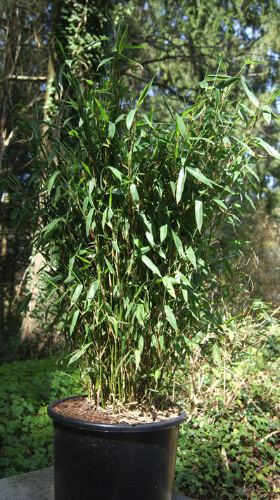 fargesia-murielae-frya-eala-bambuswald-4 Fargesia murielae Garten Bambus