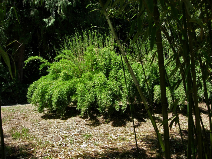 bambuswald-fargesia-denudat Pandabambus, Fargesia denudata