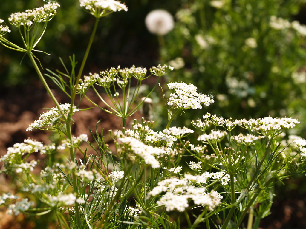 Carum-carvi-K-mmel Echter Kümmel, Carum Carvi