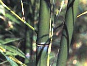 phyllostachys-propinqua Sand Bambus, Phyllostachys propinqua