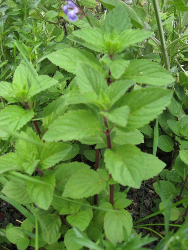 ingwerminze_2 Ingwer-Minze, Mentha gentilis Variegata