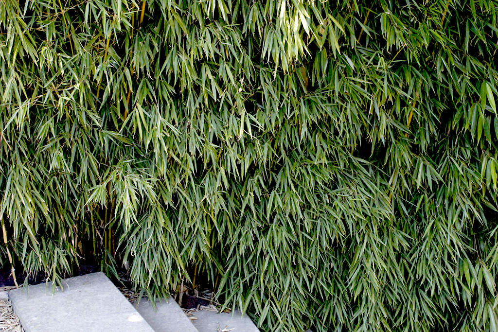 geschnittene-robusta-campbell-hecke Fargesia Robusta Campbell - Zebrabambus