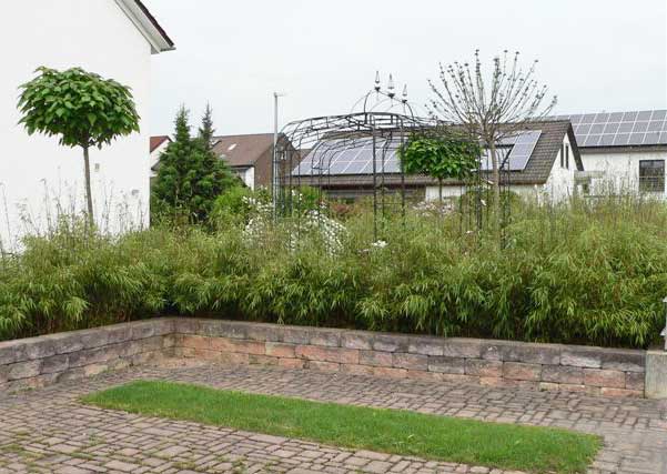 fargesia-scabrida-hecke-schlierbach-bambuswald Gartenbambus Fargesia scabrida