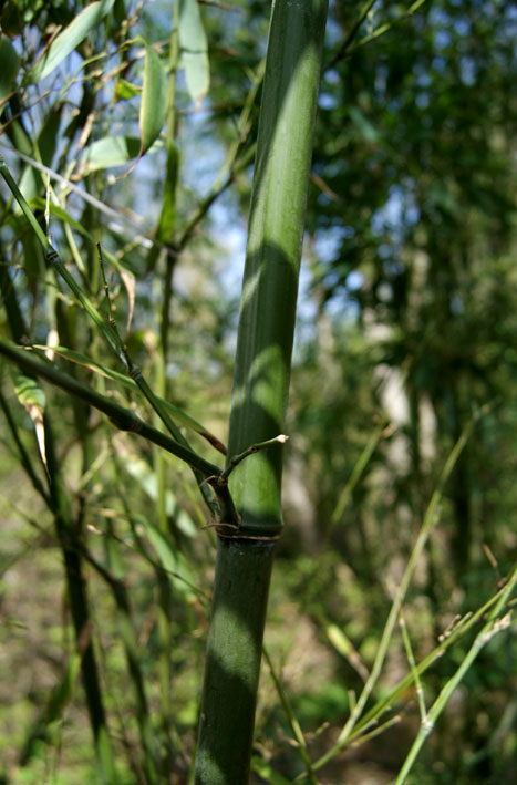 phyllostachys-nigra-henonis-bambuswald-2 Goldhaar Bambus, Phyllostachys nigra Henonis