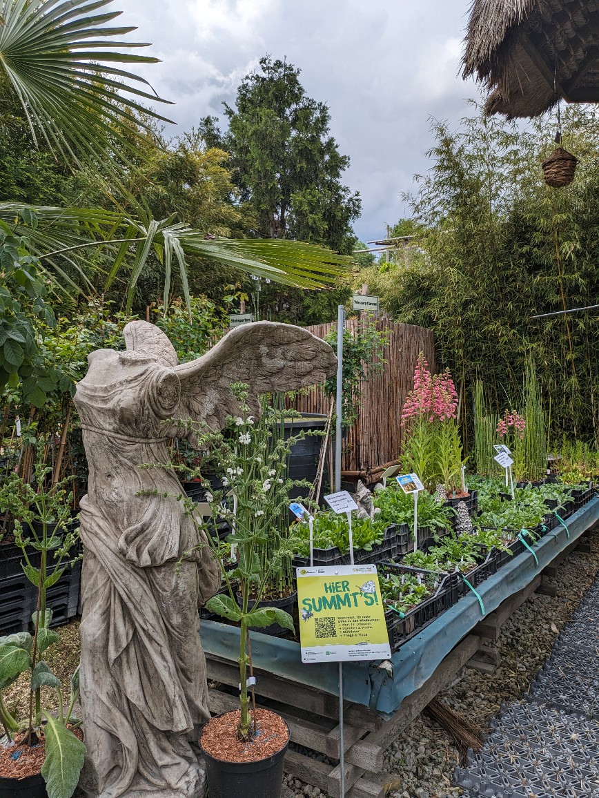 Wildpflanzen4 Wildpflanzen Paket Balkonkasten