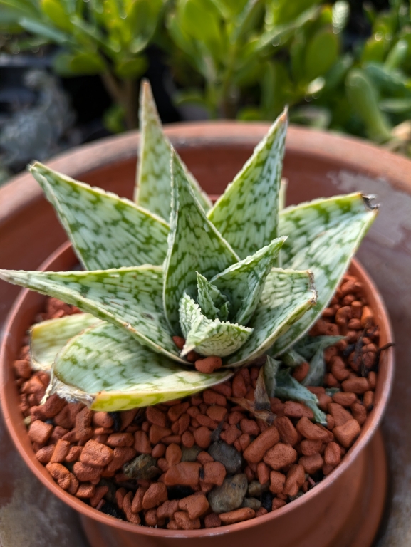 Aloe donnie