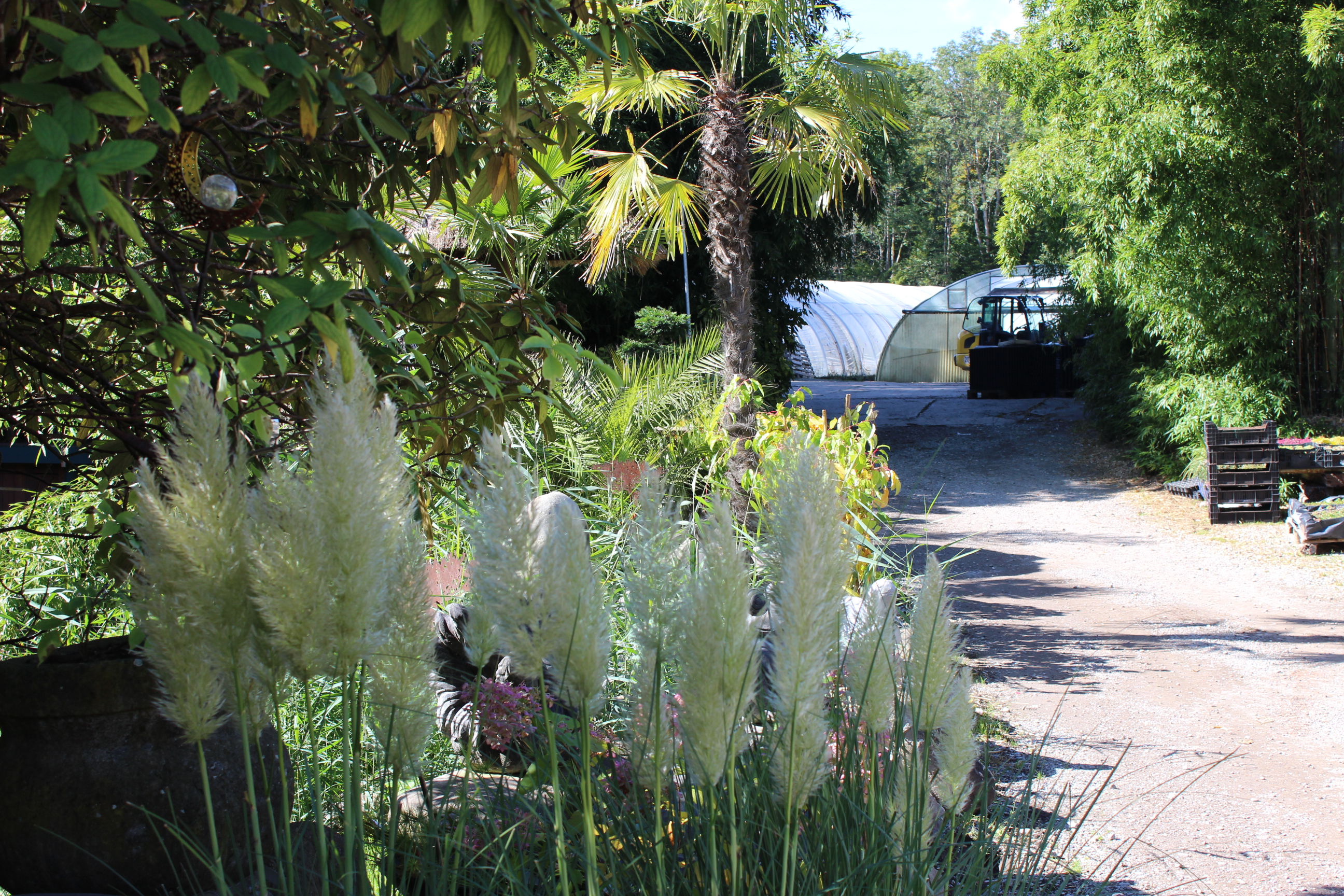 Pumila Kompaktes Pampasgras Pumila, Cortaderia selloana Pumila