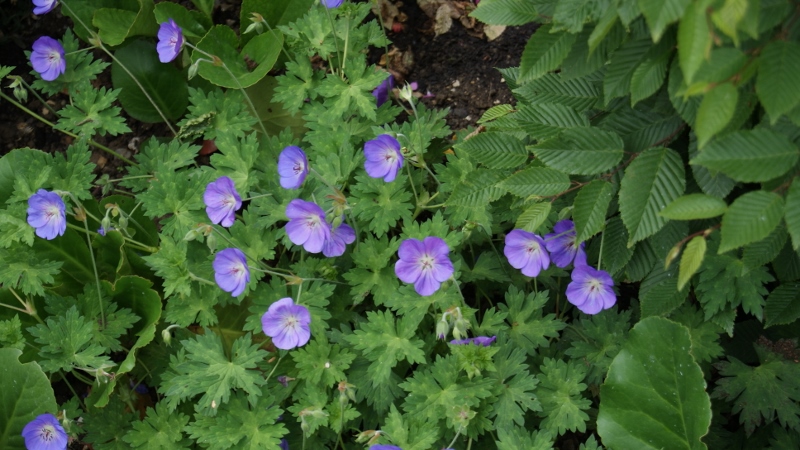 Storchenschnabel, Geranium in Sorten
