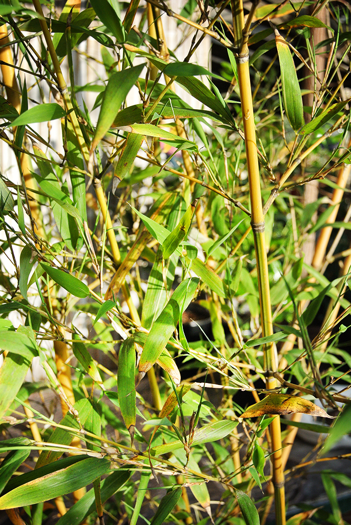 Phyllostachys-Aurea-Koi1 Koi Goldrohr Bambus , Phyllostachys aurea Koi