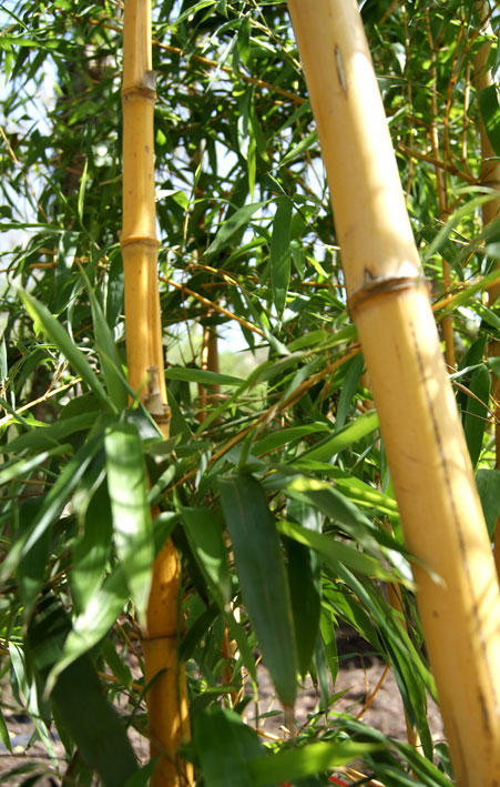 phyllostachys-vivax-aureocaulis-bambuswald-2