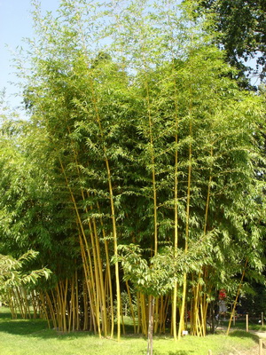 phyllostachys_vivax_aureocaulis Zauber Bambus, Phyllostachys vivax Aureocaulis
