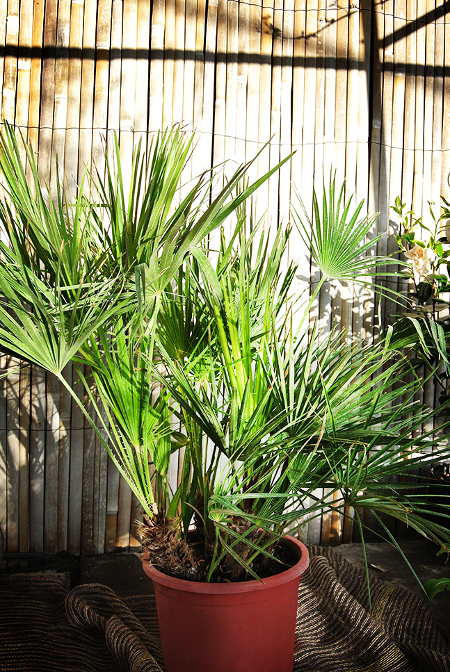 Chamaerops-Humilis Chamaerops Humilis, Zwergpalme