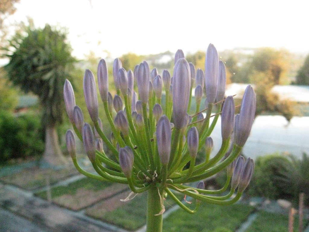 agapanthus-blut Agapanthus africanus i.S., Schmucklilie