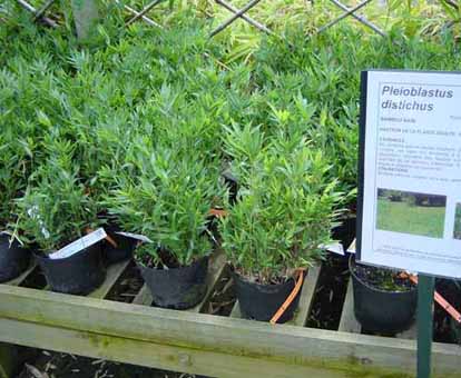 pleioblastus-distichus-n3 Zwergbambus Pleioblastus distichus