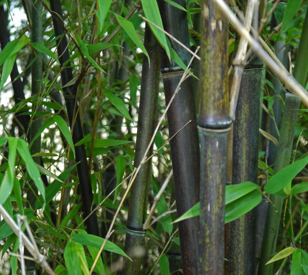 phyllostachys-nigra-hecke-2012-09-wieder-gruen05 Schwarzer Bambus, Phyllostachys nigra