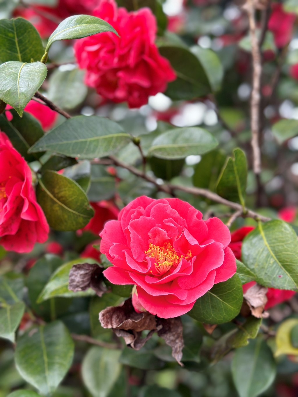 Camellia japonica rot, Kamelien mit roten Blüten Camellia japonica rot, Kamelien mit roten Blüten