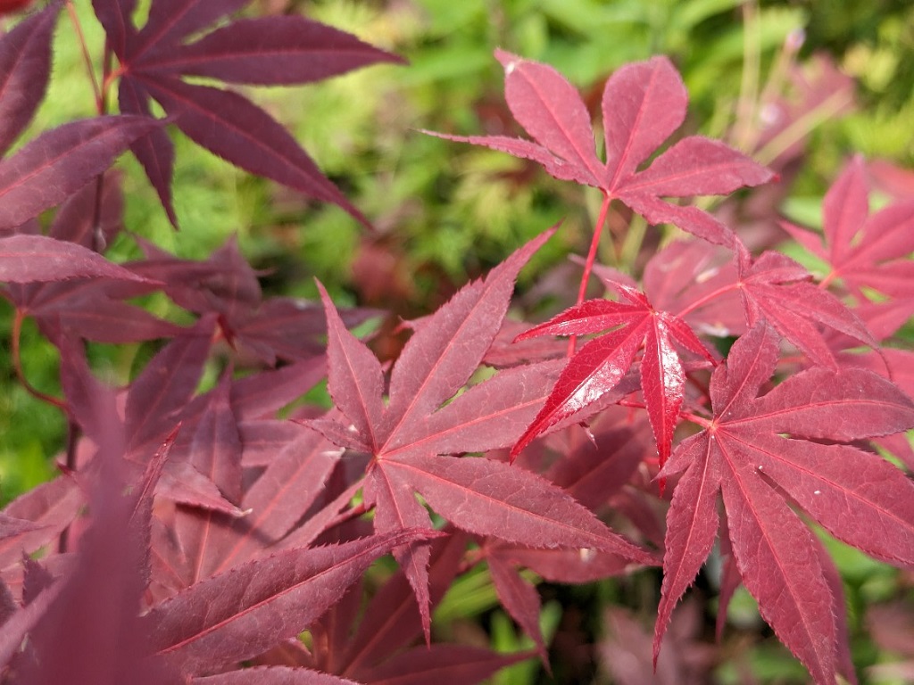 Atropurpureum-Acer-palmatum Japanischer Fächerahorn - Acer palmatum