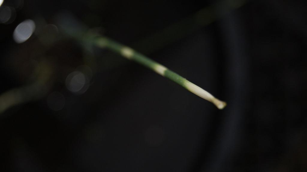 scirpus11-lacustris-ssp-tabernaemontanii-zebrinus Scirpus lacustris tabernaemont.Zebrinus, Zebrasimse