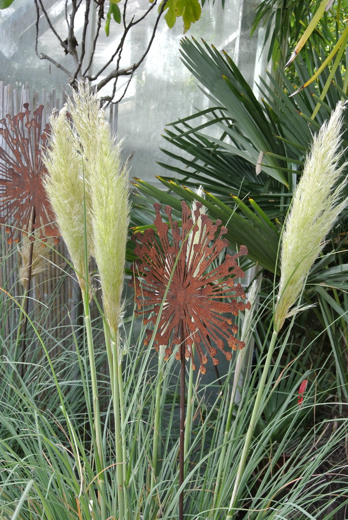 Cortaderia-selloana Pampasgras weiß, Cortaderia selloana