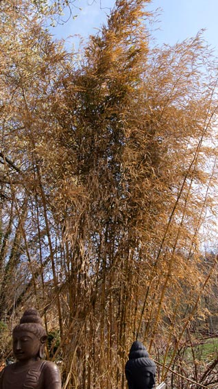 phyllostachys-mit-starken-blattschaeden-aber-lebendig