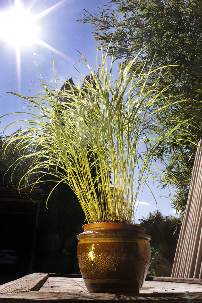 Zwerg - Zebragras, Miscanthus sinensis Little Zebra