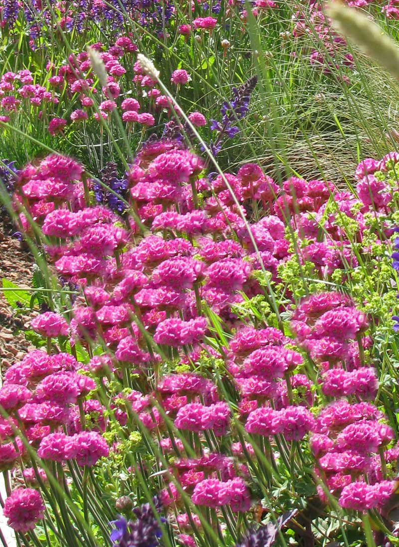 Grasnelke, Armeria maritima