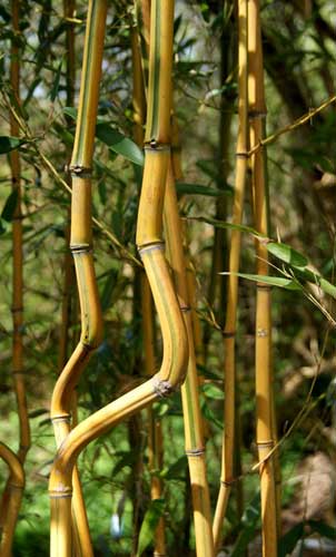 phyllostachys-aureosulcata-spectabilis-bambuswald