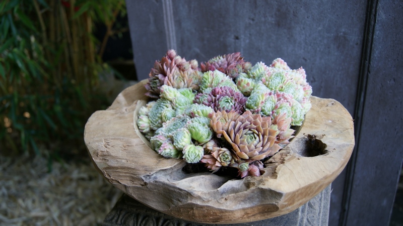 30cm-oval-2-800x450 Teak- Wurzel Schale rund