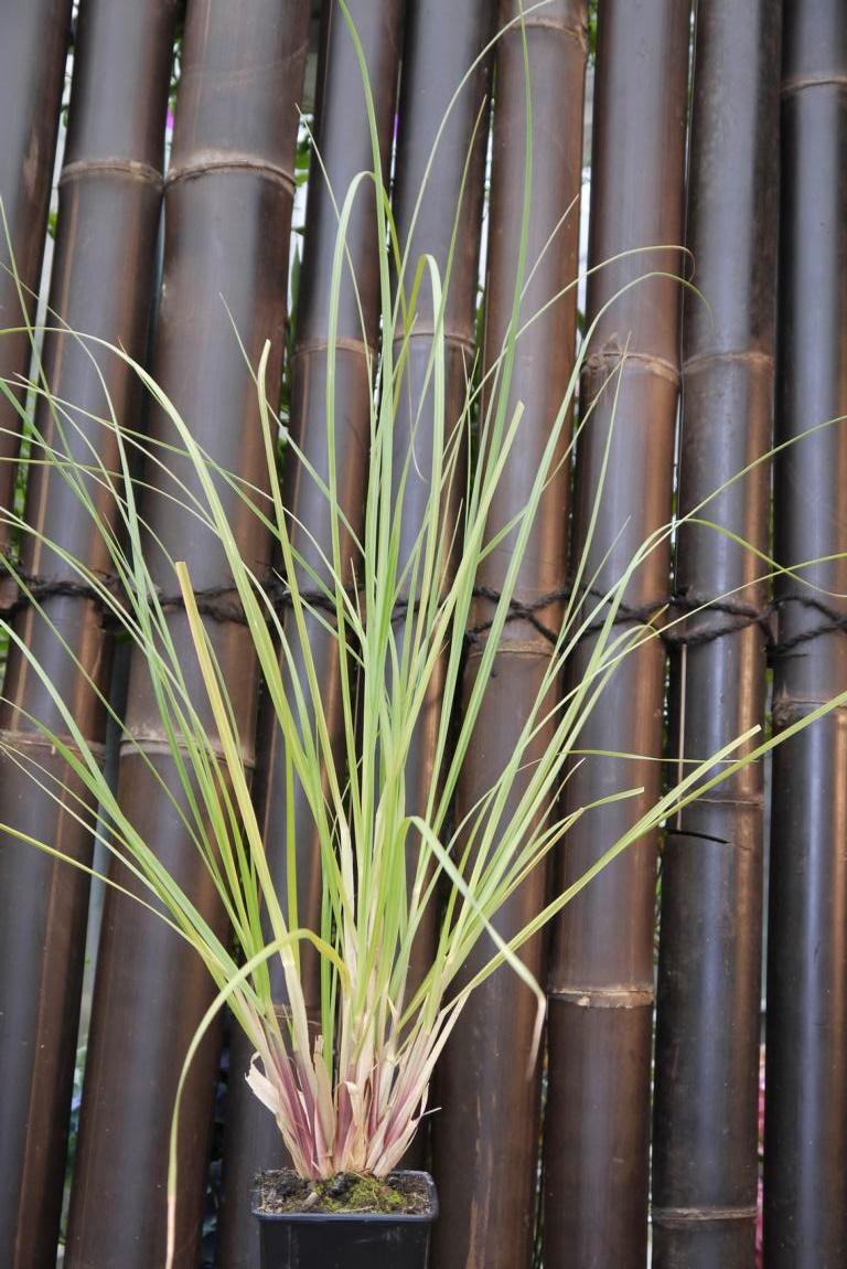 cortaderia-selloana-pumila-pampasgrass-bambuswald Pampasgras weiß, Cortaderia selloana
