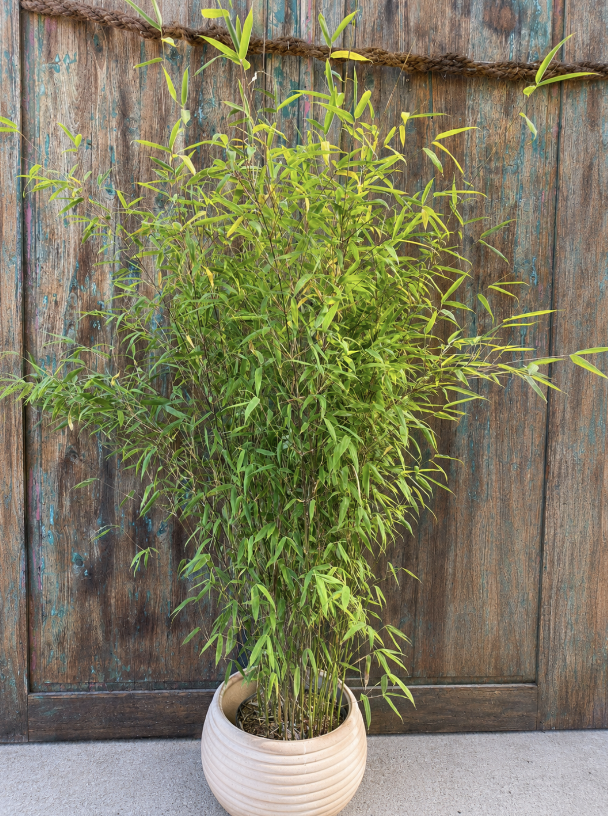 Kleiner Drachenbambus, Fargesia 'Little Dragon'