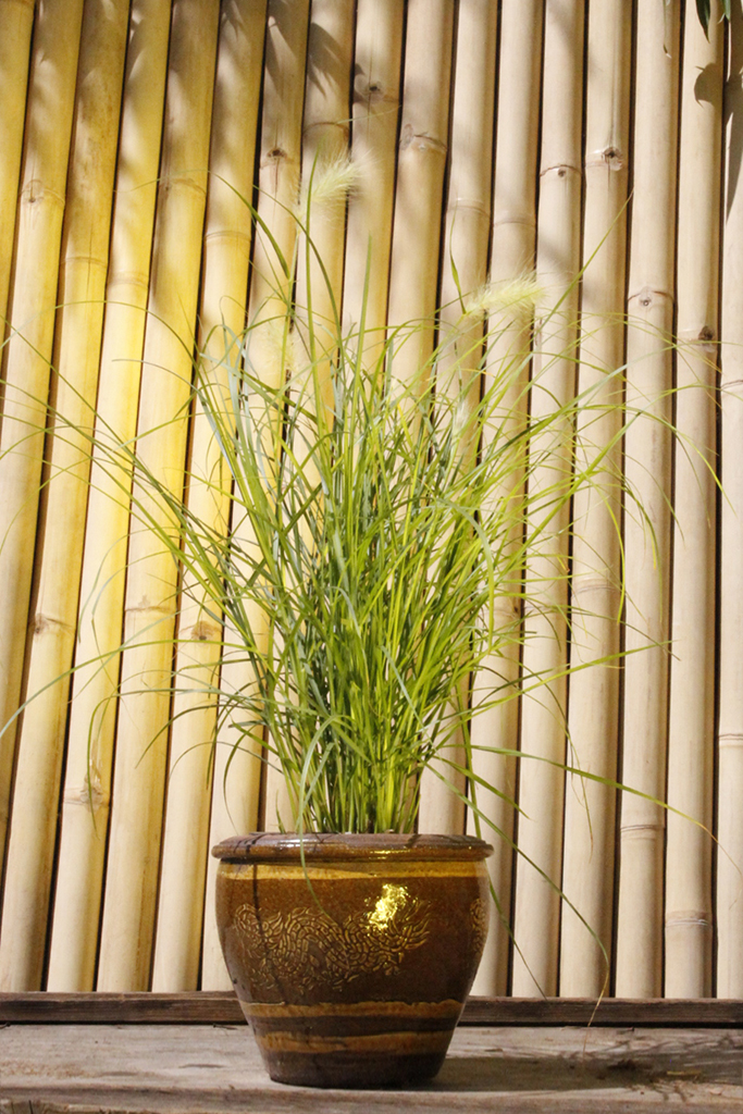 _MG_0012 Wolliges Federborstengras, Pennisetum villosum